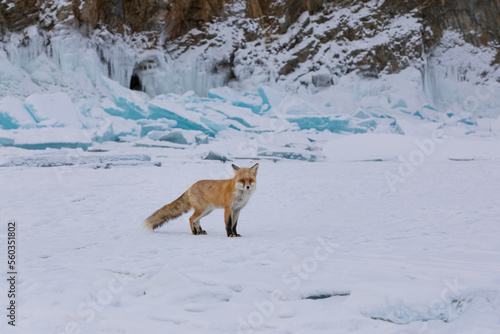 Red fox at the ice of Baikal, Russia