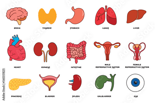 Vector illustration icon set of various human body internal organs