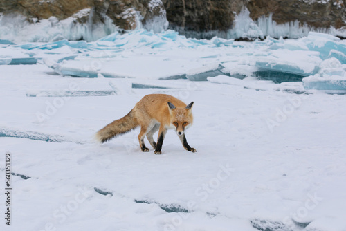 Red fox at the ice of Baikal, Russia