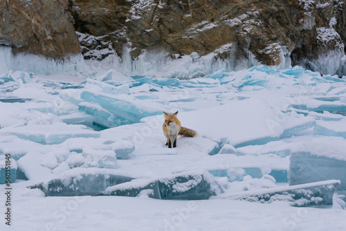 Red fox at the ice of Baikal, Russia