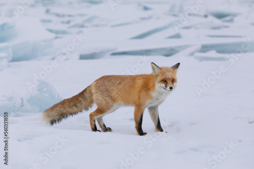 Red fox at the ice of Baikal, Russia