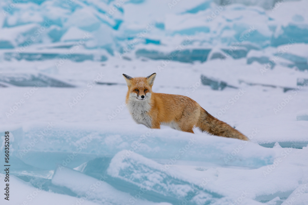 Obraz premium Red fox at the ice of Baikal, Russia