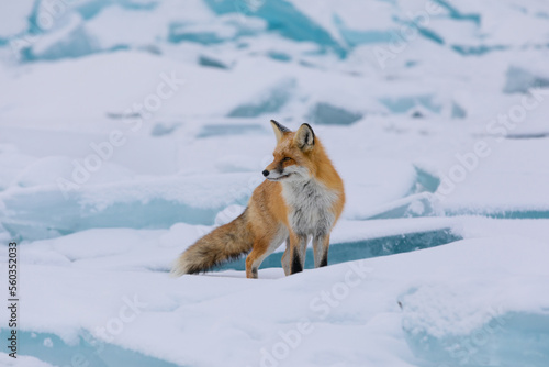Red fox at the ice of Baikal, Russia