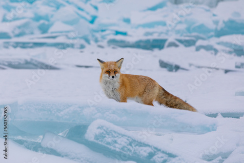 Red fox at the ice of Baikal, Russia