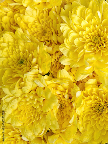 Bright yellow chrysanthemums bouquet top view closeup. Beautiful, natural, seamless pattern.