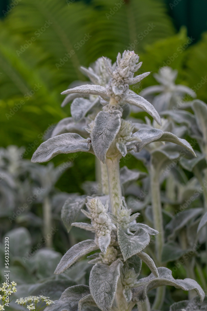 Lamb's-ear plant with woolen leaf macro photography in summer day. Woolly hedgenettle plant with fluffy leaves close-up photo in summertime.