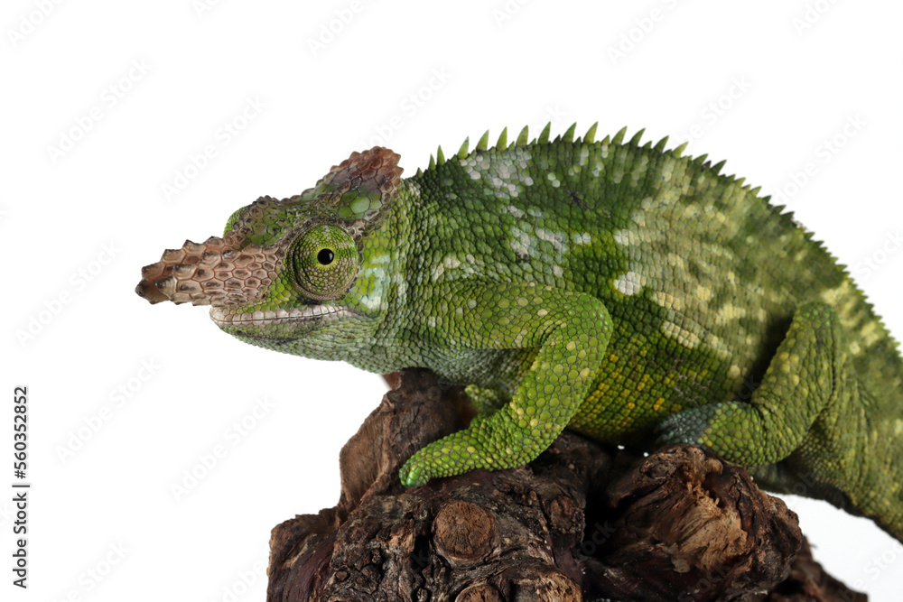 Obraz premium Fischer Chameleon (Kinyongia fischeri) on white background.