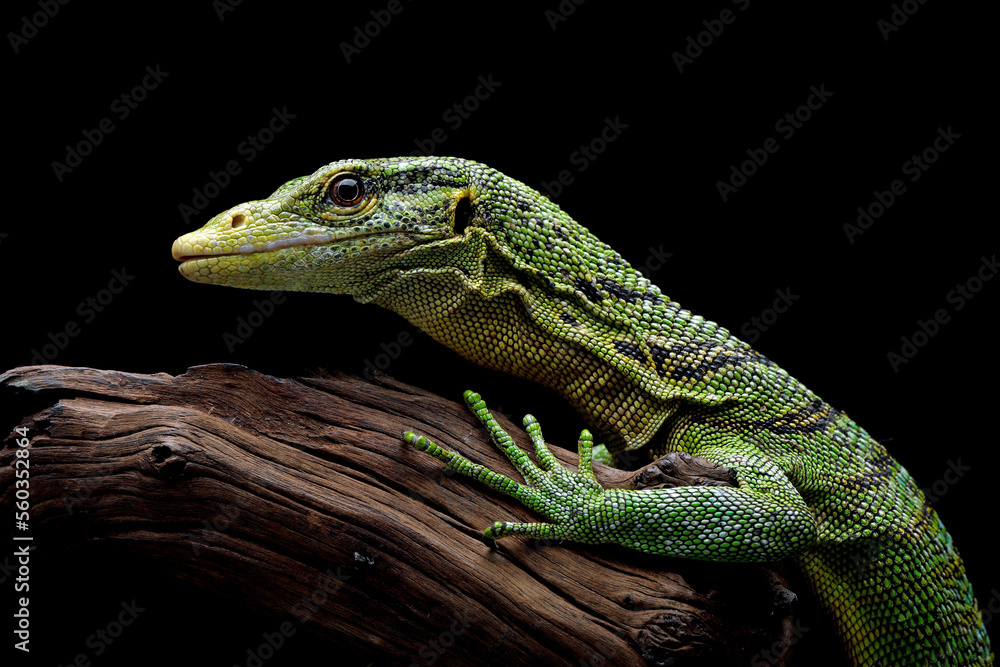 The Emerald Tree Monitor (Varanus prasinus) or Green Tree Monitor Lizard.