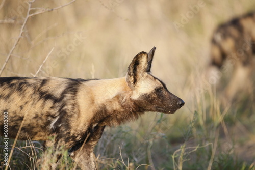 African wild dogs begin to eat the animals they hunt alive. Wild dogs are usually in groups of 20-30 individuals.