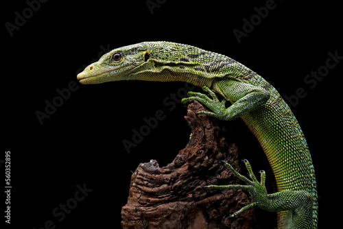 The Emerald Tree Monitor (Varanus prasinus) or Green Tree Monitor Lizard. photo