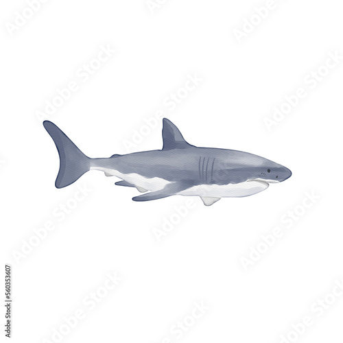 watercolor shark