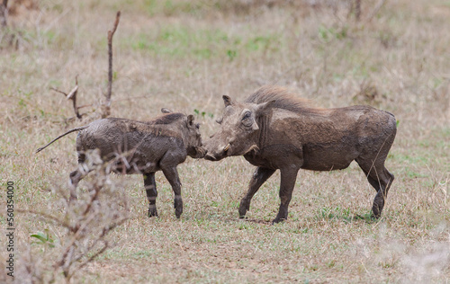 African Wild boar is considered a good prey for predators such as lions and leopards. African wild boars greet by rubbing their noses against each other.