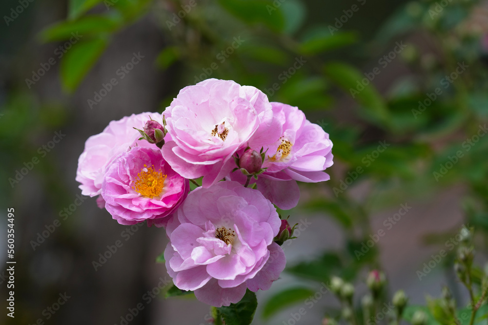 Pink flower full open pink rose on tree in green garden for background. Pink flower full open pink rose on tree in green garden for background.