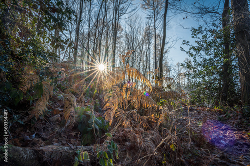 Sonnenstrahlen auf abgestorbenen Farn im Winter photo