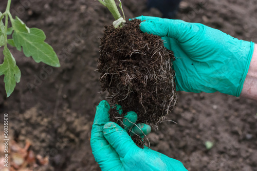 Tomato seedling with roots and soil in hands of worker before prepared to be transplanted in to ground in greenhouse, plant root system, gardening and growing tomatoes concept  photo