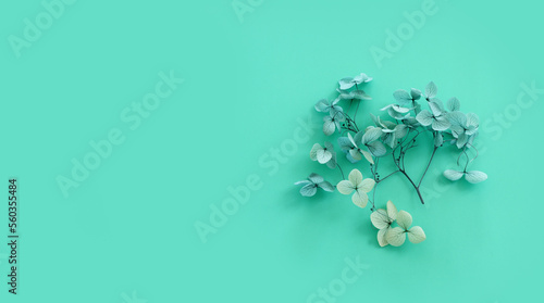 Top view image of blue Hydrangea flowers over blue background .Flat lay