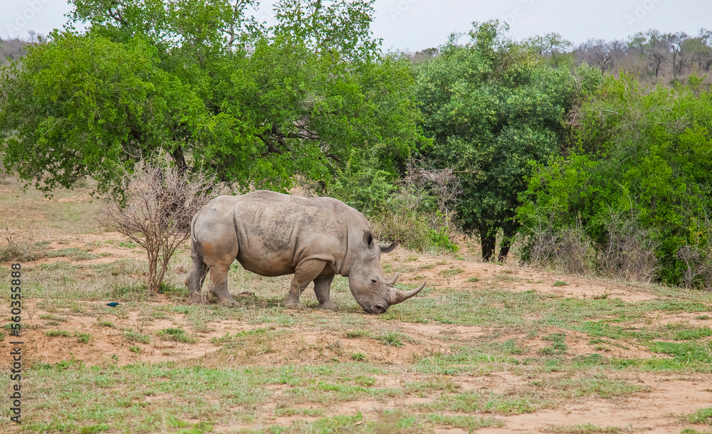 Numerous white rhinos (Ceratotherium simum) live in the Hluhluwe - Impolozi National Park in South Africa and are world-renowned for this. Numerous white rhinos (Ceratotherium simum) live in the Hluhluwe - Impolozi National Park in South Africa and are world-renowned for this.