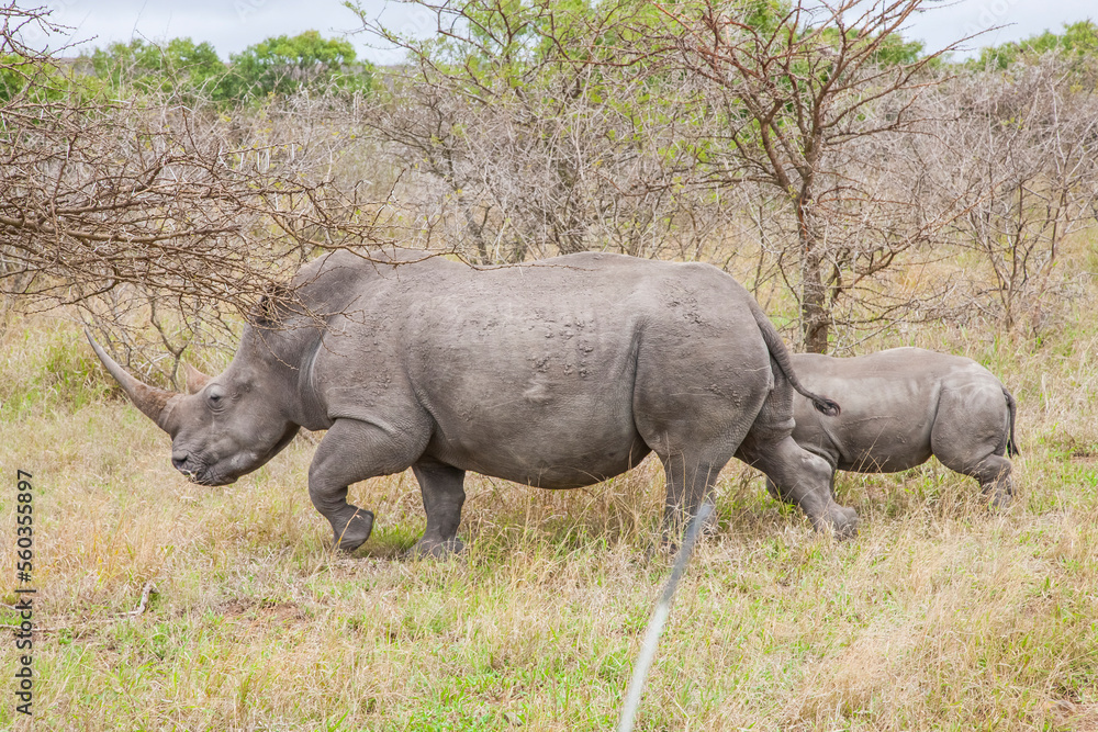 Numerous white rhinos (Ceratotherium simum) live in the Hluhluwe - Impolozi National Park in South Africa and are world-renowned for this. Numerous white rhinos (Ceratotherium simum) live in the Hluhluwe - Impolozi National Park in South Africa and are world-renowned for this.