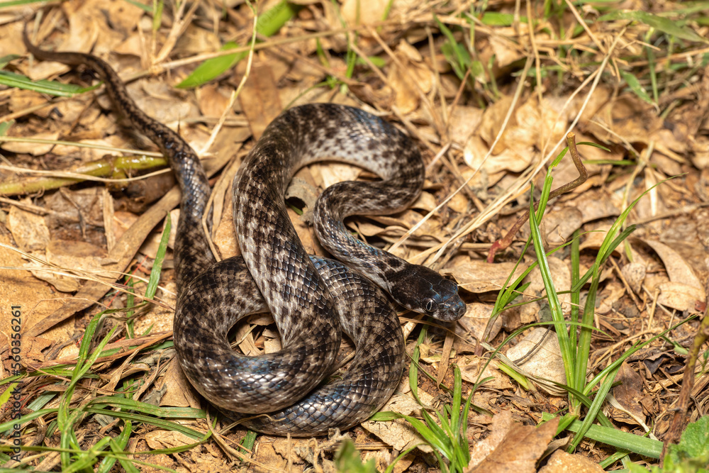 Fototapeta premium Cat-eyed Snake, Madagascarophis colubrinus is a species of snake of the family Pseudoxyrhophiidae, nocturnal snake, Miandrivazo, Madagascar wildlife animal
