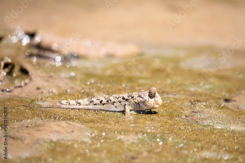 Barred mudskipper (Periophthalmus argentilineatus) or silverlined mudskipper is a species mudskippers , This species occurs in mangrove forests and nipa palm, Kivalo, Madagascar wildlife animal photo