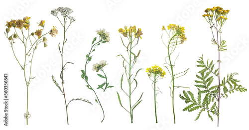 Dried wild flowers on transparent background. Flat lay, top view.