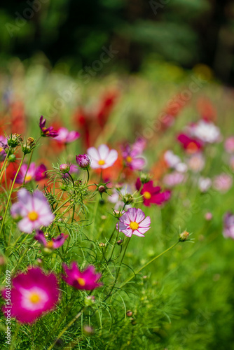 cosmos flowers in the garden © Maksim Shebeko