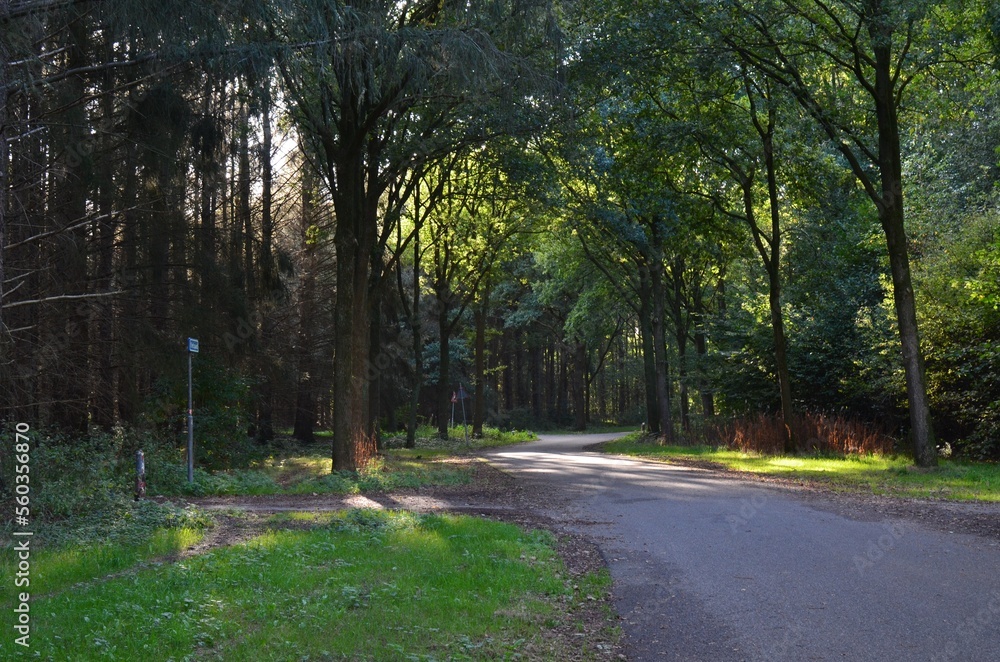 Beautiful green trees and asphalt path in park on sunny day Beautiful green trees and asphalt path in park on sunny day