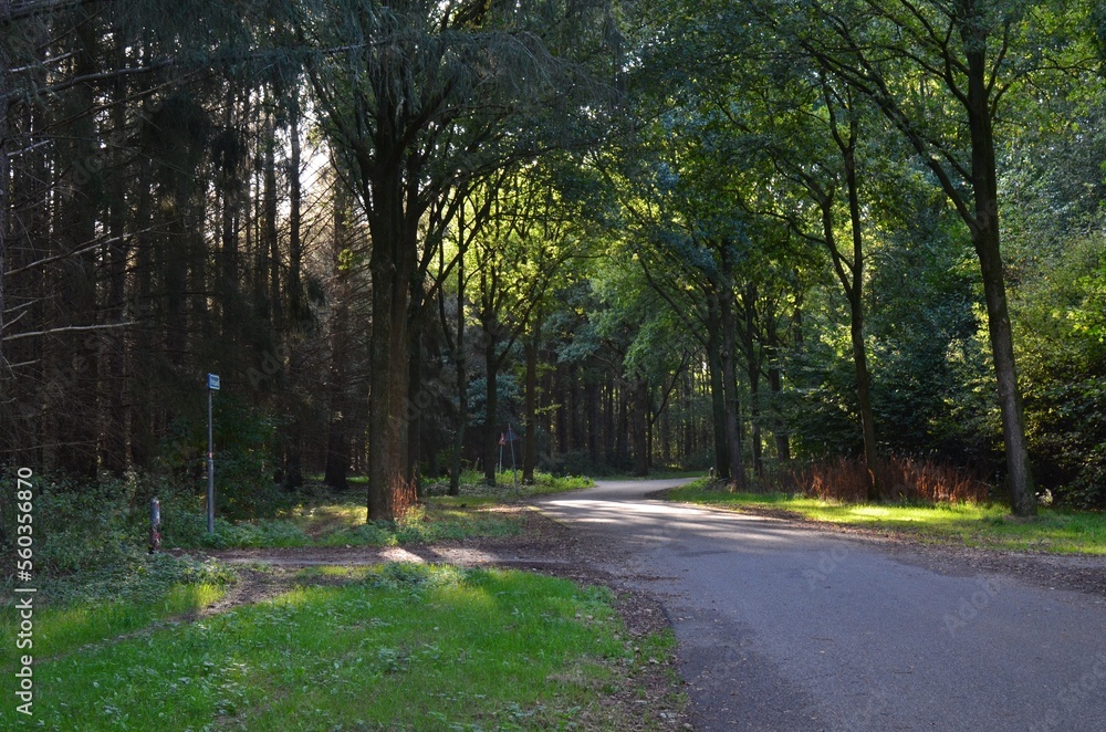 Beautiful green trees and asphalt path in park on sunny day