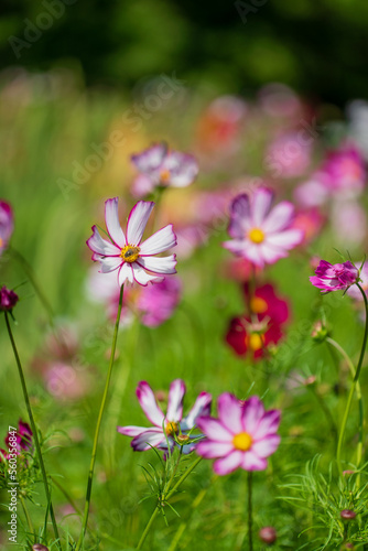 cosmos flowers in the garden