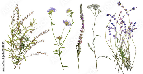 Dried wild flowers on transparent background. Flat lay, top view.