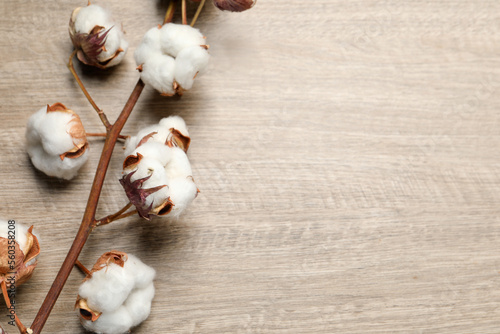 Dried cotton branch with fluffy flowers on wooden table, top view. Space for text