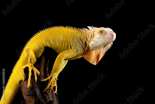 Yellow iguana albino on wood.