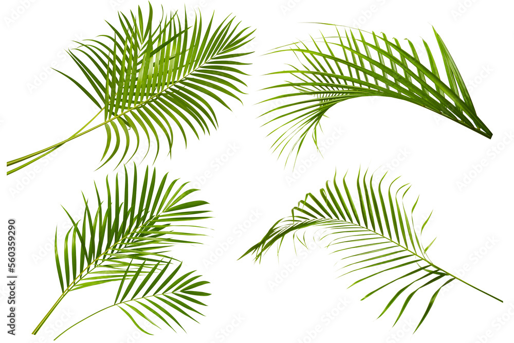 Green leaf of palm tree on transparent background - obrazy, fototapety, plakaty 