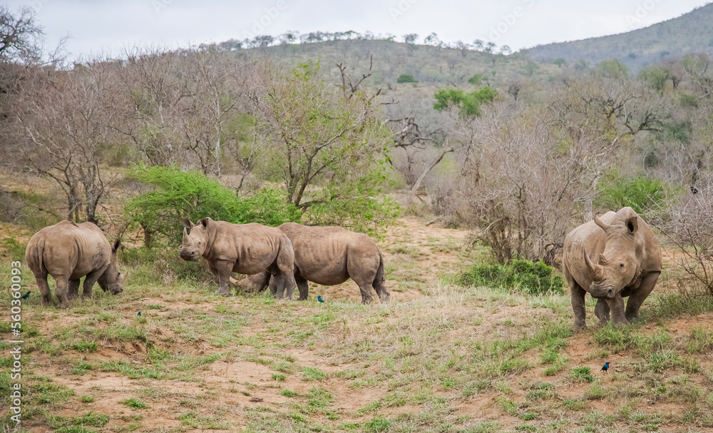 Numerous white rhinos (Ceratotherium simum) live in the Hluhluwe - Impolozi National Park in South Africa and are world-renowned for this. Numerous white rhinos (Ceratotherium simum) live in the Hluhluwe - Impolozi National Park in South Africa and are world-renowned for this.