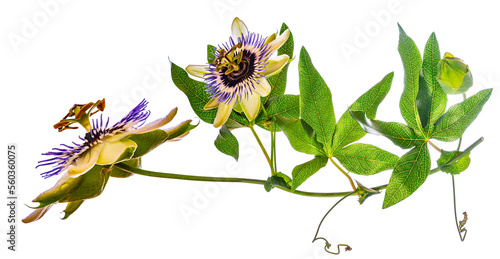 Photos Passion  flower - passiflora isolated on white background