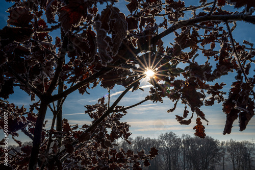 Wallpaper Mural Sonnenstrahl durch Eichnebaum im Winter Torontodigital.ca