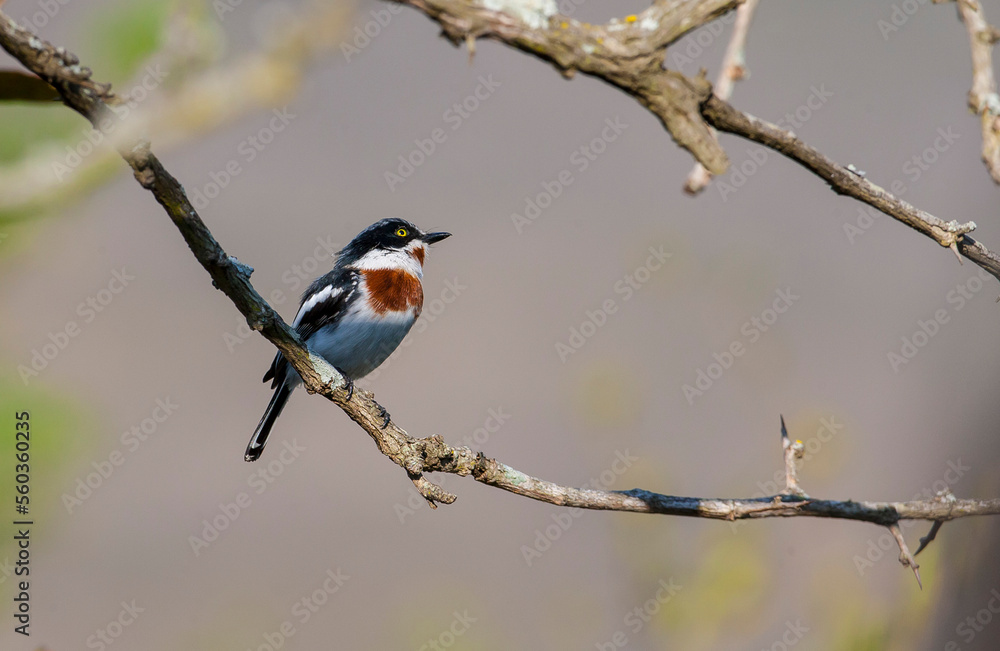 Cape batis (Batiscapensis) is one of the songbirds of Africa. Cape batis (Batiscapensis) is one of the songbirds of Africa.