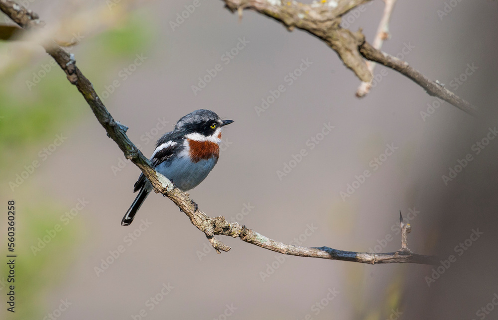 Cape batis (Batiscapensis) is one of the songbirds of Africa. Cape batis (Batiscapensis) is one of the songbirds of Africa.