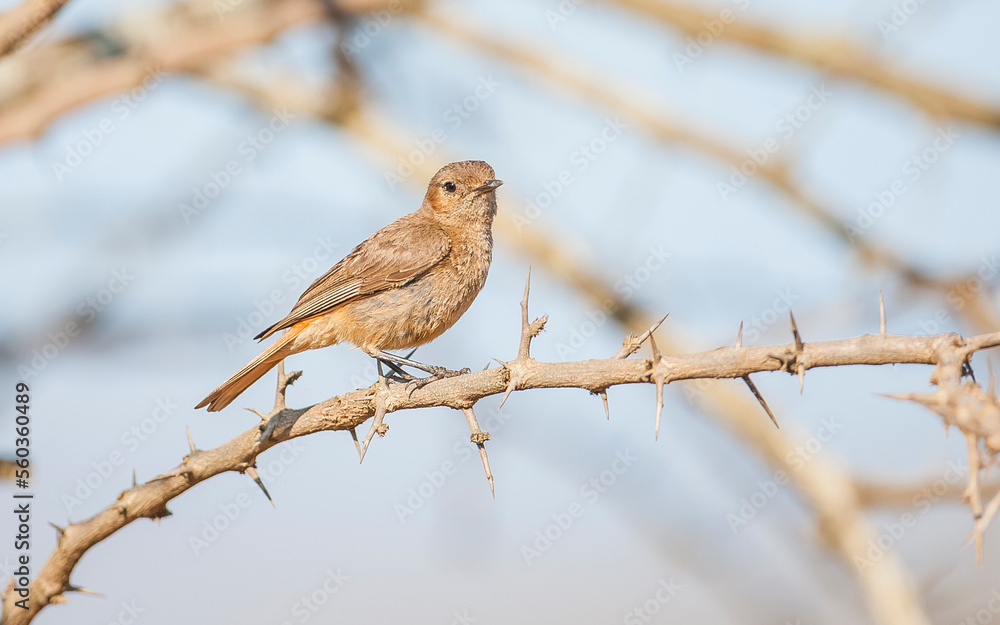 The familiar chat ( Cercomela familiaris) is a songbird that lives in sub-Saharan Africa.
The familiar chat ( Cercomela familiaris) is a songbird that lives in sub-Saharan Africa.