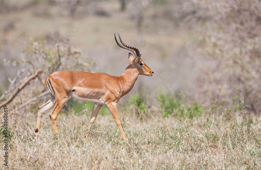 Impala (Aepyceros melampus) is a medium-sized antelope that lives in the east and south of Africa. Impala (Aepyceros melampus) is a medium-sized antelope that lives in the east and south of Africa.