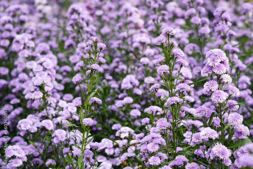 Violet flower field texture for background