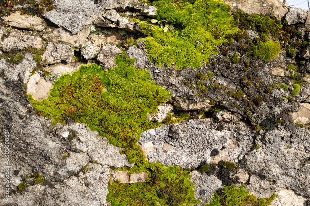 moss on the rocks