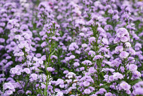 Violet flower field texture for background