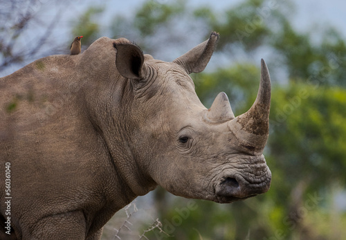 The white rhinoceros or the square-lipped rhinoceros (Ceratotherium simum) is the largest rhino species. It has a wide mouth used for grazing and is the most social of all rhino species.