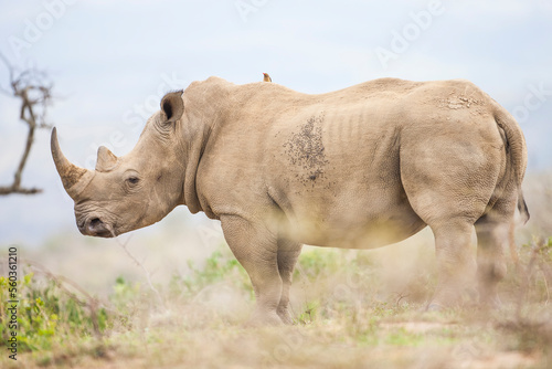 The white rhinoceros or the square-lipped rhinoceros  Ceratotherium simum  is the largest rhino species. It has a wide mouth used for grazing and is the most social of all rhino species.