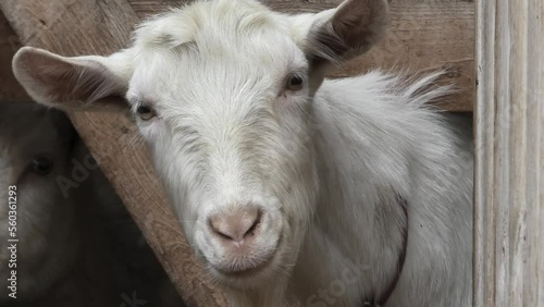 white goats stand in a barn, on a farm, behind a wooden fence, sunny weather day. clouse up