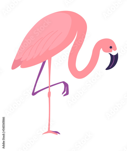 Tropic animals and fauna, flamingo bird vector
