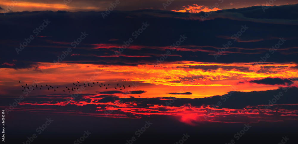 Colorful dark sunset with orange sky and birds flying, panoramic view