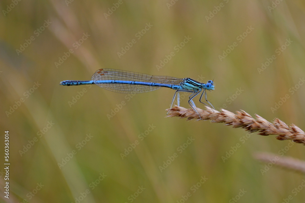 Libelle (Blaue Federlibelle) im Getreidefeld Libelle (Blaue Federlibelle) im Getreidefeld