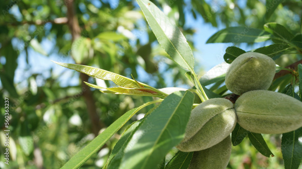 Almond tree. Almond harvest. Green almond trees on the tree. Almond tree. Almond harvest. Green almond trees on the tree.